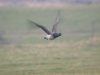 Pale-bellied Brent Goose at Fleet Head (Steve Arlow) (22961 bytes)